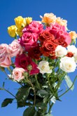 Rose Spray Dozen Color 14  Rose Dozens